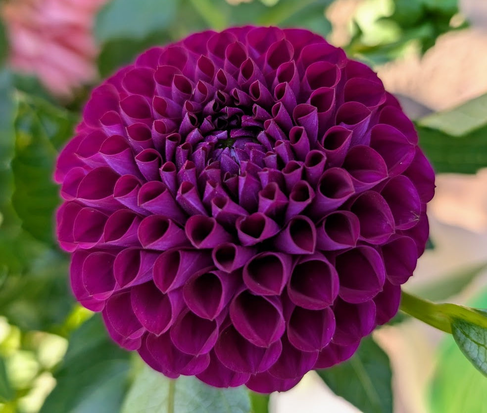 Chimicum Del Blomma