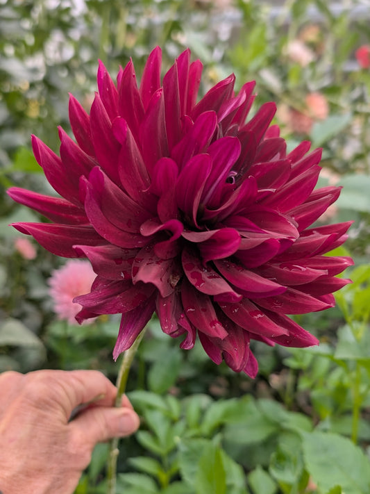 Hollyhill Black Beauty