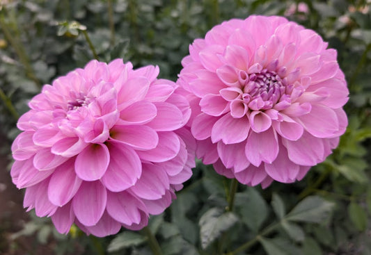 Marionberry Milkshake