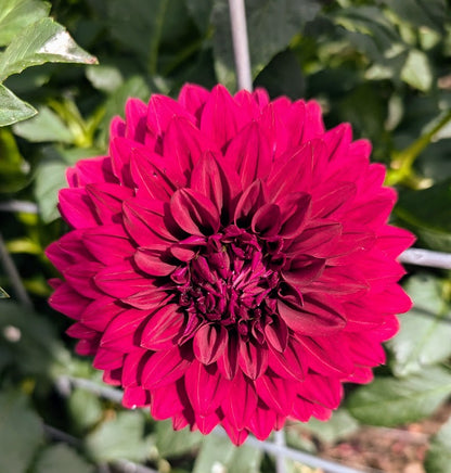 Hello Dahlia