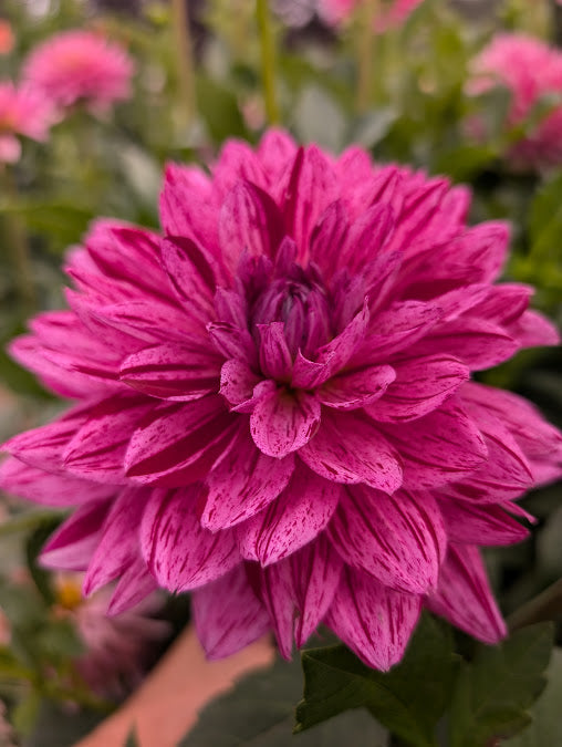 Mystery Varigated Dahlia