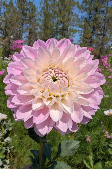 Marionberry Milkshake