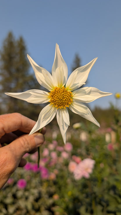 Verrone's Morning Star