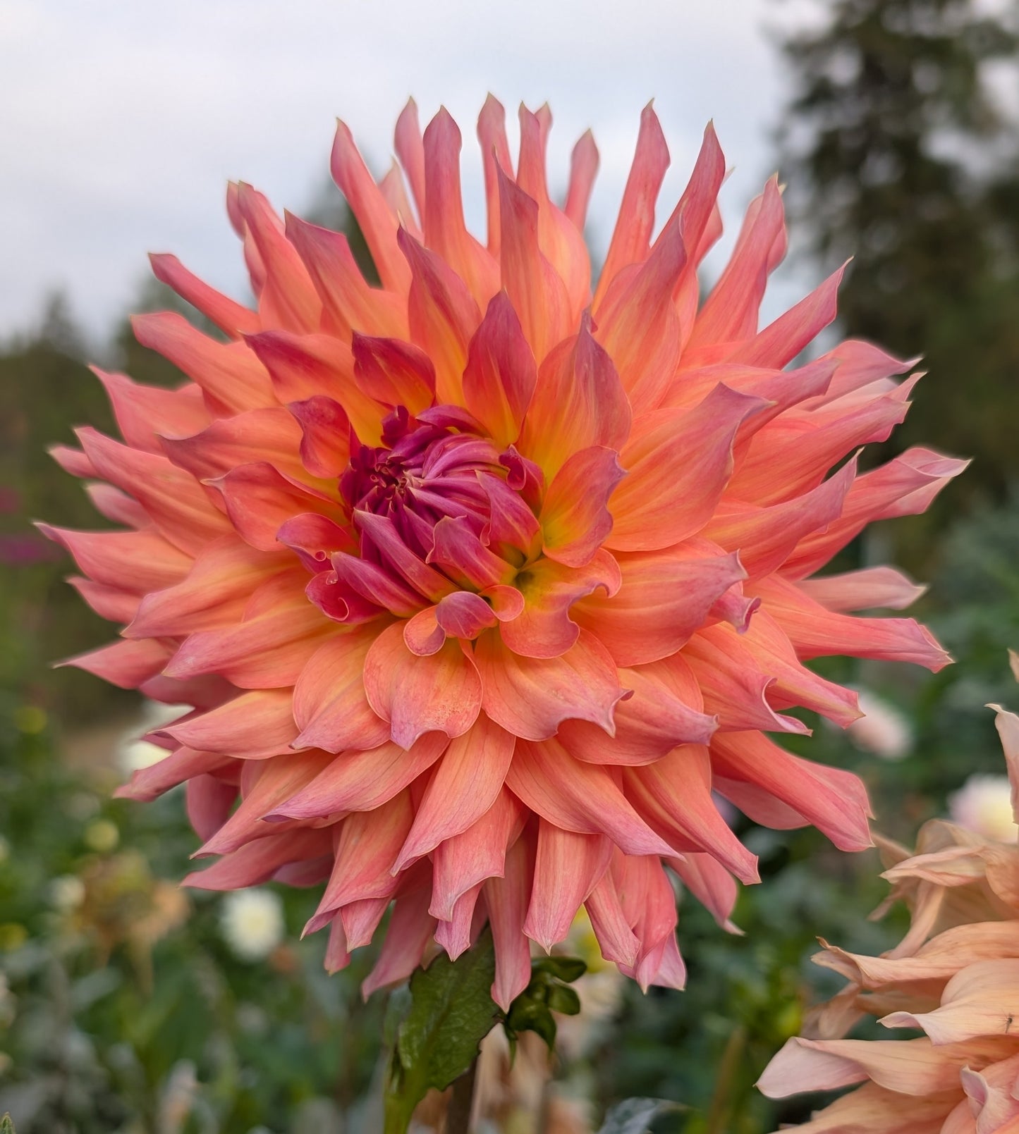 Hilltop Lost Treasure