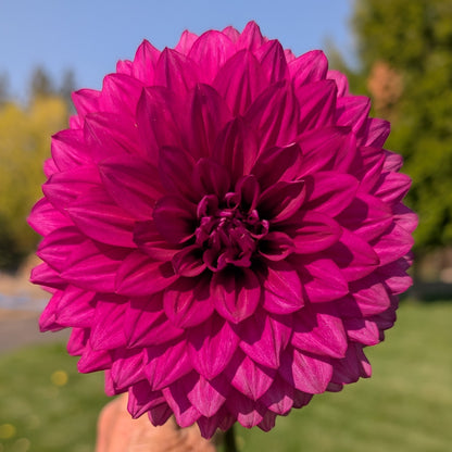 Hello Dahlia