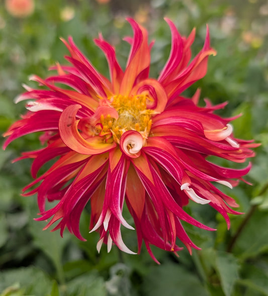 Bloomquist Firecracker