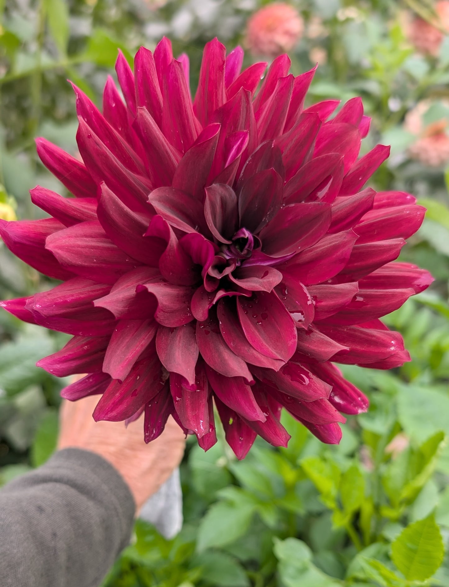 Hollyhill Black Beauty