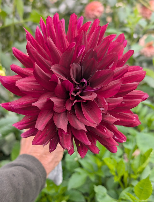 Hollyhill Black Beauty