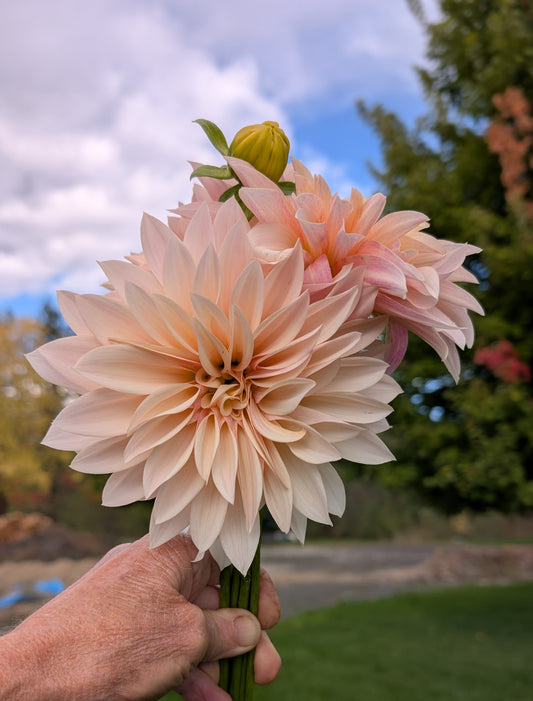 Café au lait Mini (aka Jolene)