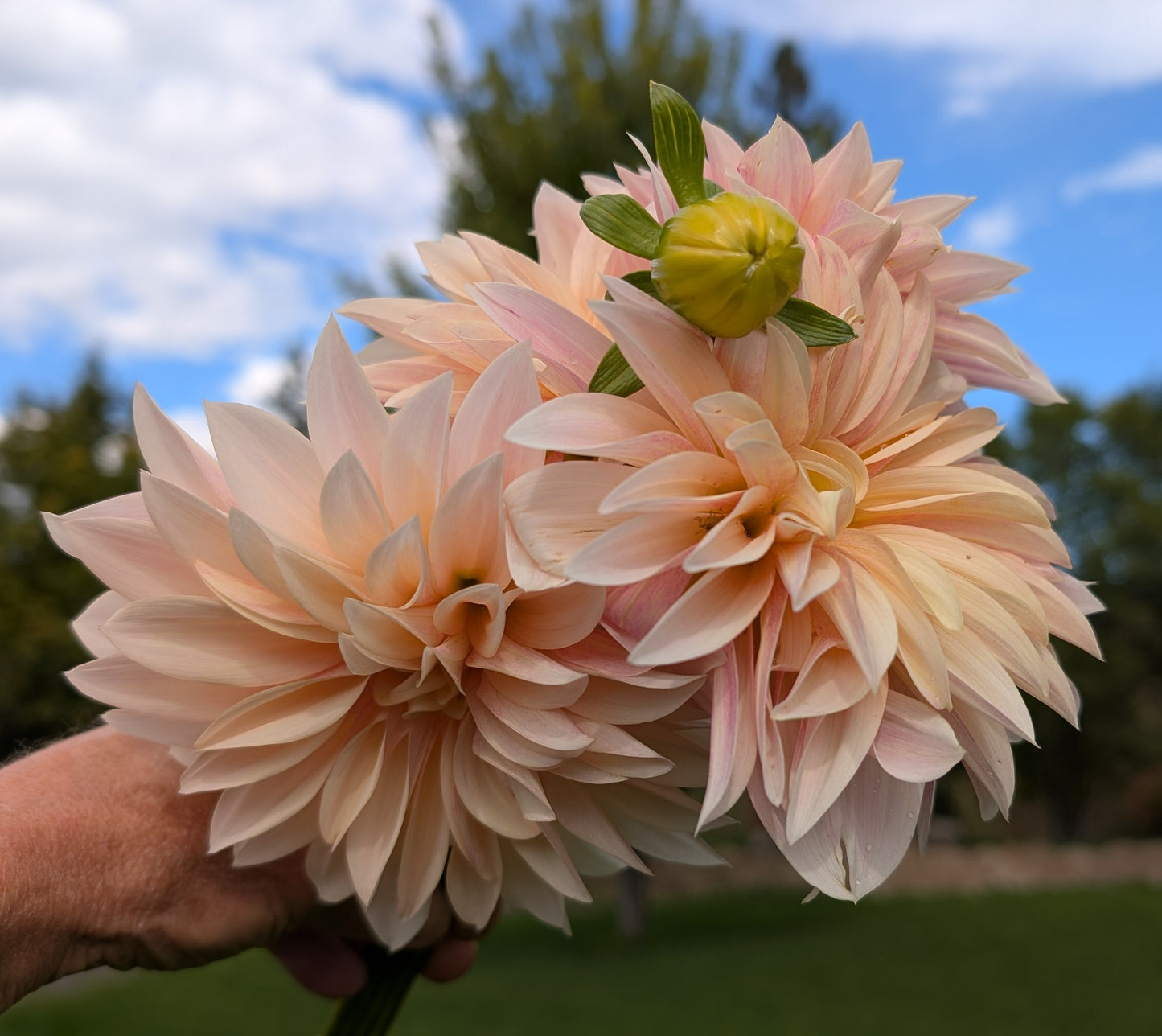 Café au lait Mini (aka Jolene)