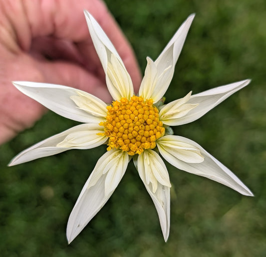 Verrone's Morning Star